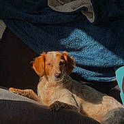 Tina a rejoint le concours — aidez-le/la à gagner de superbes lots ! animal, blanket, brown, comfort, couch, cozy, dog, ears, fur, home, indoor, nose, paw, pet, portrait, relaxed, resting, shadow, sunlight, white