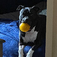 Jake joined the competition — help win amazing prizes! dog, black_and_white, ball, playing, pet, animal, indoor, blanket, cozy, relaxed, canine, fur, paws, mouth, toy, resting, bed, blue, white, black
