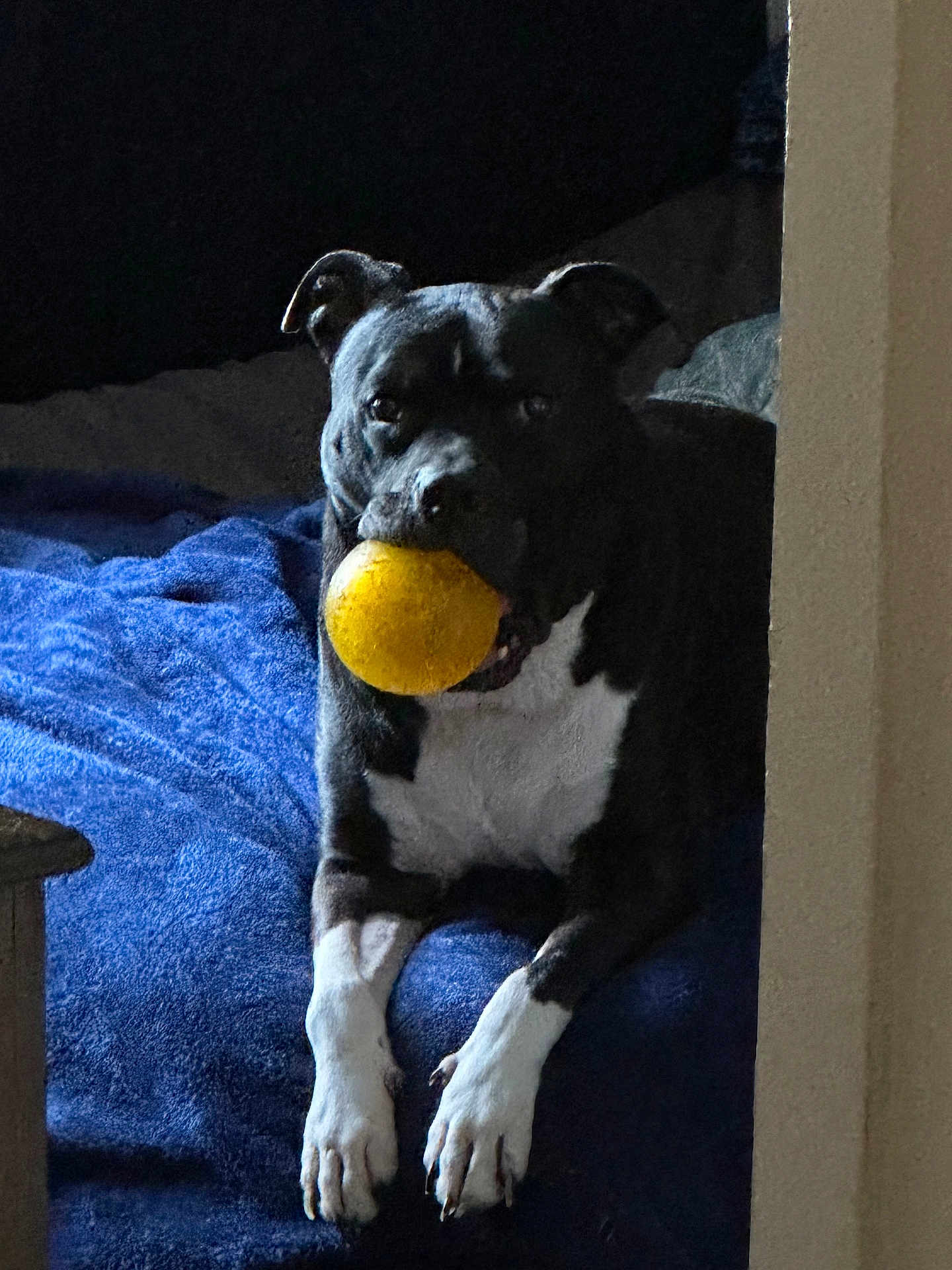 Jake joined the competition — help win amazing prizes! dog, black_and_white, ball, playing, pet, animal, indoor, blanket, cozy, relaxed, canine, fur, paws, mouth, toy, resting, bed, blue, white, black