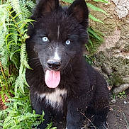Oslo a rejoint le concours — aidez-le/la à gagner de superbes lots ! adorable, animal, black_fur, blue_eyes, canine, cute, dog, ferns, fur, grass, greenery, muddy, nature, outdoor, pet, playful, puppy, sitting, tongue_out, young_dog