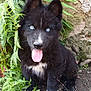 adorable, animal, black_fur, blue_eyes, canine, cute, dog, ferns, fur, grass, greenery, muddy, nature, outdoor, pet, playful, puppy, sitting, tongue_out, young_dog