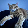 Trippy is registered to the contest to win money with this photo: animal, blue_light, calm, cat, closeup, cozy, cute, domestic_cat, feline, ginger_cat, indoor, paws, pet, relaxed, resting, sleepy, soft_fur, stretching, tabby, whiskers