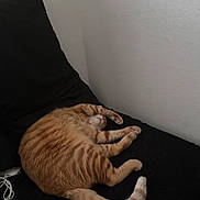 Trippy joined the competition — help win amazing prizes! animal, black_cushion, cat, couch, cozy, curled_up, cute, domestic_animal, feline, fur, indoor, lazy, orange_tabby, paw, pet, relaxed, resting, sleeping, tail, whiskers