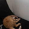 animal, black_cushion, cat, couch, cozy, curled_up, cute, domestic_animal, feline, fur, indoor, lazy, orange_tabby, paw, pet, relaxed, resting, sleeping, tail, whiskers