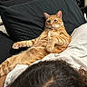 Trippy is registered to the contest to win money with this photo: animal, bedroom, black_pillow, casual, cat, comfort, cozy, curly_hair, domestic_cat, fur, furniture, home, indoor, laying, orange_tabby, person, pet, pillow, relaxed, resting