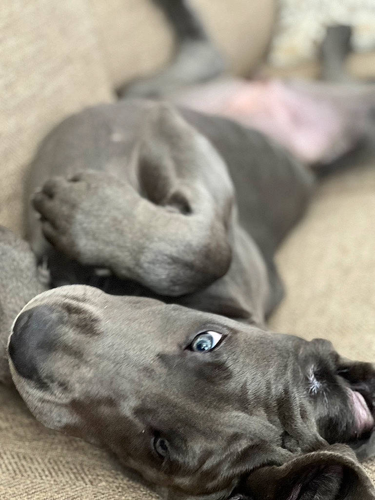 Luna is registered to the contest to win money with this photo: art, canidae, carnivore, companion_dog, dog, dog_breed, fawn, great_dane, grey, gun_dog, liver, non_sporting_group, rock, snout, sporting_group, terrestrial_animal, whiskers, working_animal