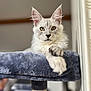 animal, cat, cat_tree, close_up, cute, domestic_cat, ears, feline, fluffy, gray, home, indoor, paw, pet, portrait, relaxed, soft_texture, whiskers, white, young_cat