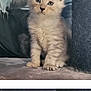 abyssinian, angora, animal, art, cat, collage, computer, electronics, kitten, manx, pc, pet, siamese, text
