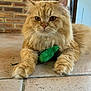 animal, brick_wall, cat, close_up, ears, face, floor, fluffy, fur, green_toy, home, indoor, mammal, orange_cat, paws, pet, relaxed, tile_floor, toy, whiskers