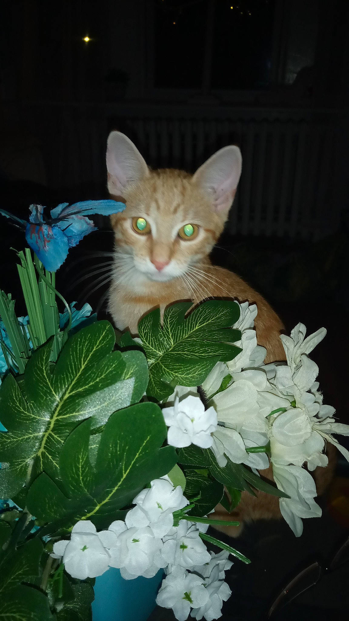 Oliver is registered to the contest to win money with this photo: art, carnivore, cat, cut_flowers, domestic_short_haired_cat, fawn, felidae, floral_design, flower, flower_arranging, flowering_plant, grass, herb, herbaceous_plant, leaf_vegetable, petal, plant, small_to_medium_sized_cats, tail, whiskers