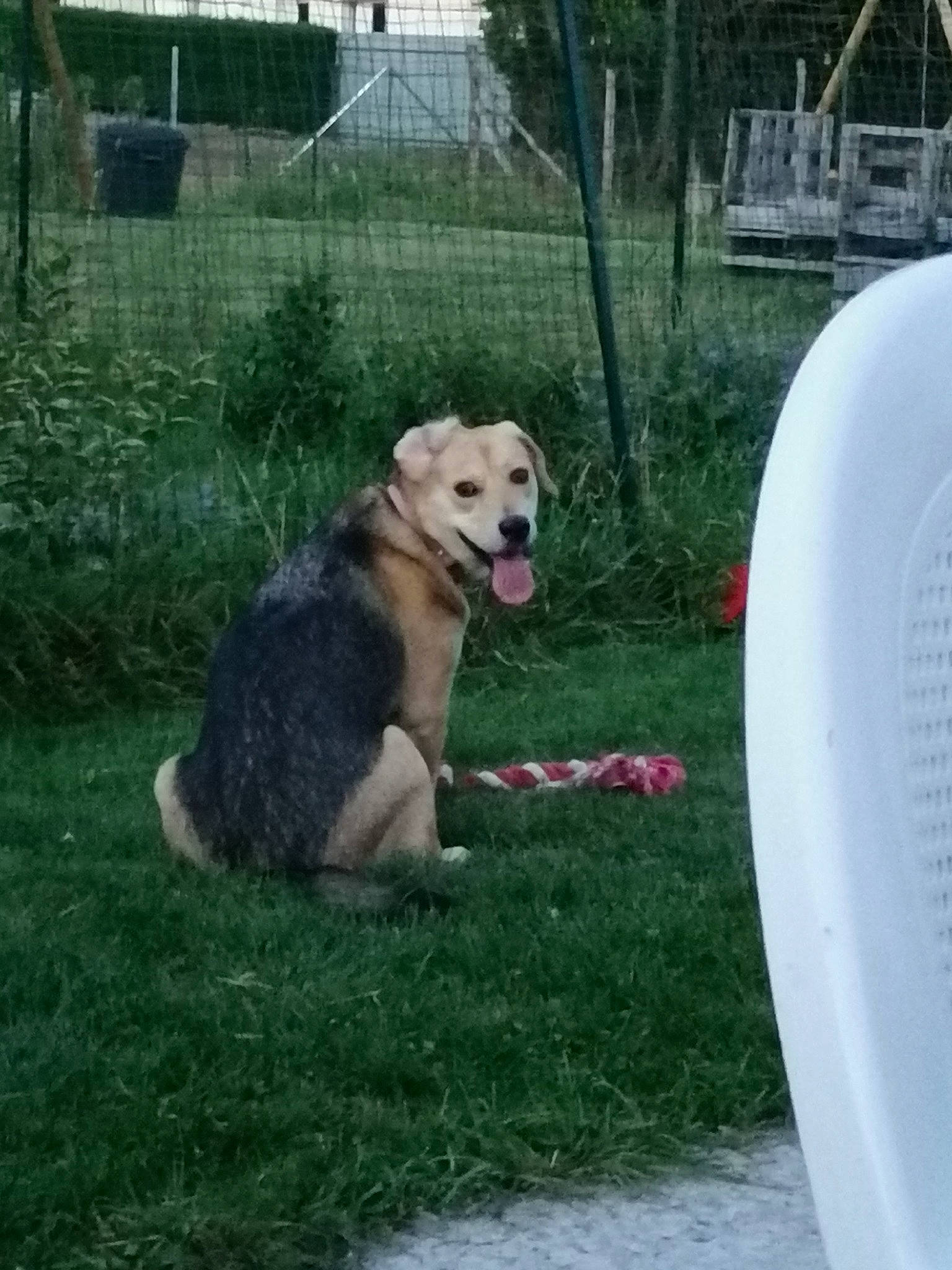 Léya a rejoint le concours — aidez-le/la à gagner de superbes lots ! canidae, carnivore, companion_dog, dog, dog_breed, dog_supply, fence, gas, grass, livestock_guardian_dog, pet_supply, plant, sporting_group, tail, tree, working_dog, yard