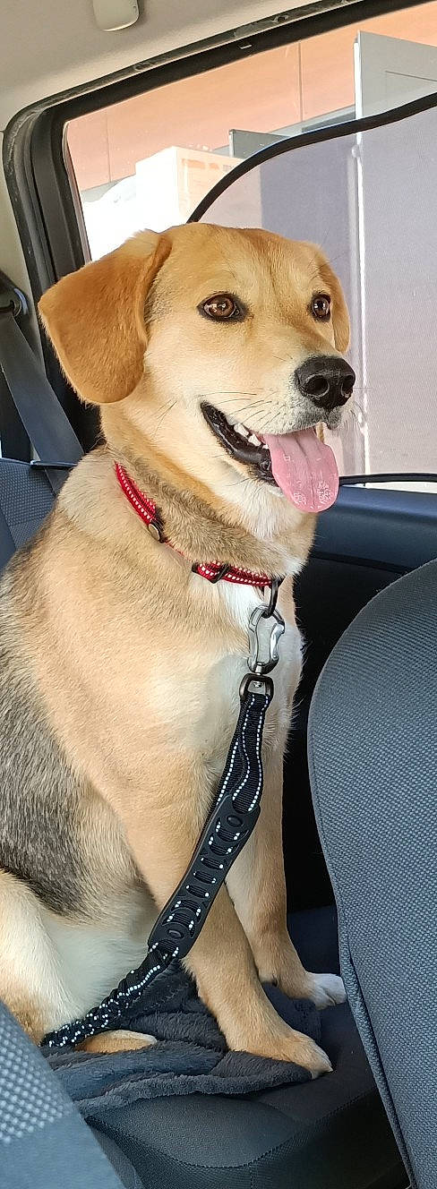 Léya a rejoint le concours — aidez-le/la à gagner de superbes lots ! ancient_dog_breeds, canidae, carnivore, collar, companion_dog, dog, dog_breed, dog_collar, fashion_accessory, fur, guard_dog, jewellery, labrador_retriever, leash, pet_supply, retriever, snout, whiskers, working_animal, working_dog