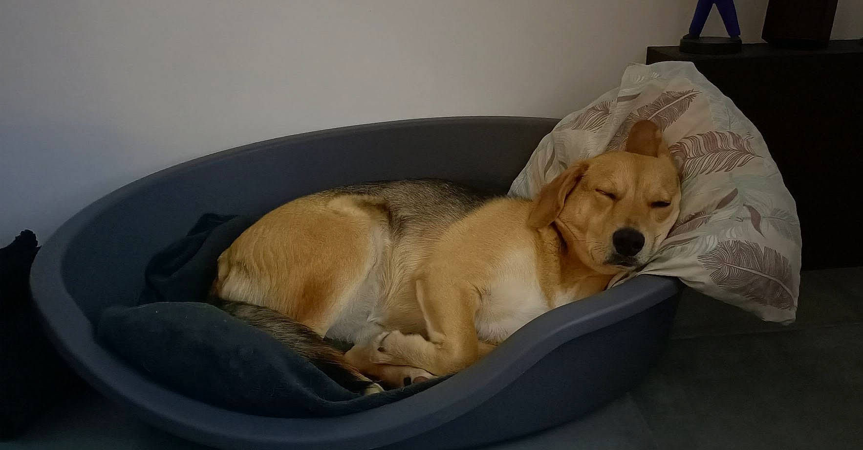 Léya a rejoint le concours — aidez-le/la à gagner de superbes lots ! canidae, carnivore, comfort, companion_dog, couch, dog, dog_bed, dog_breed, dog_supply, fawn, flooring, fur, labrador_retriever, paw, pet_supply, retriever, sporting_group, tail, whiskers, working_animal