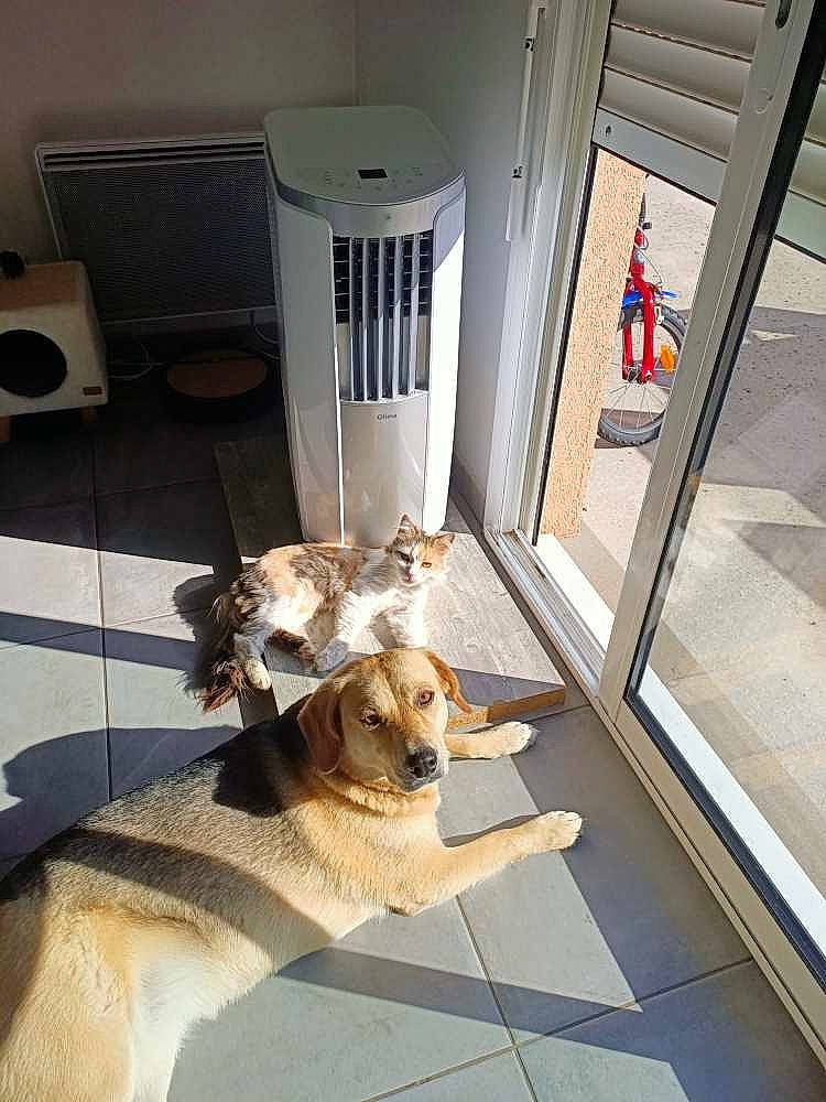 Léya a rejoint le concours — aidez-le/la à gagner de superbes lots ! carnivore, chair, collar, companion_dog, couch, dog, dog_breed, dog_supply, door, fawn, felidae, floor, flooring, gas, hardwood, pet_supply, small_to_medium_sized_cats, sporting_group, tail, wood