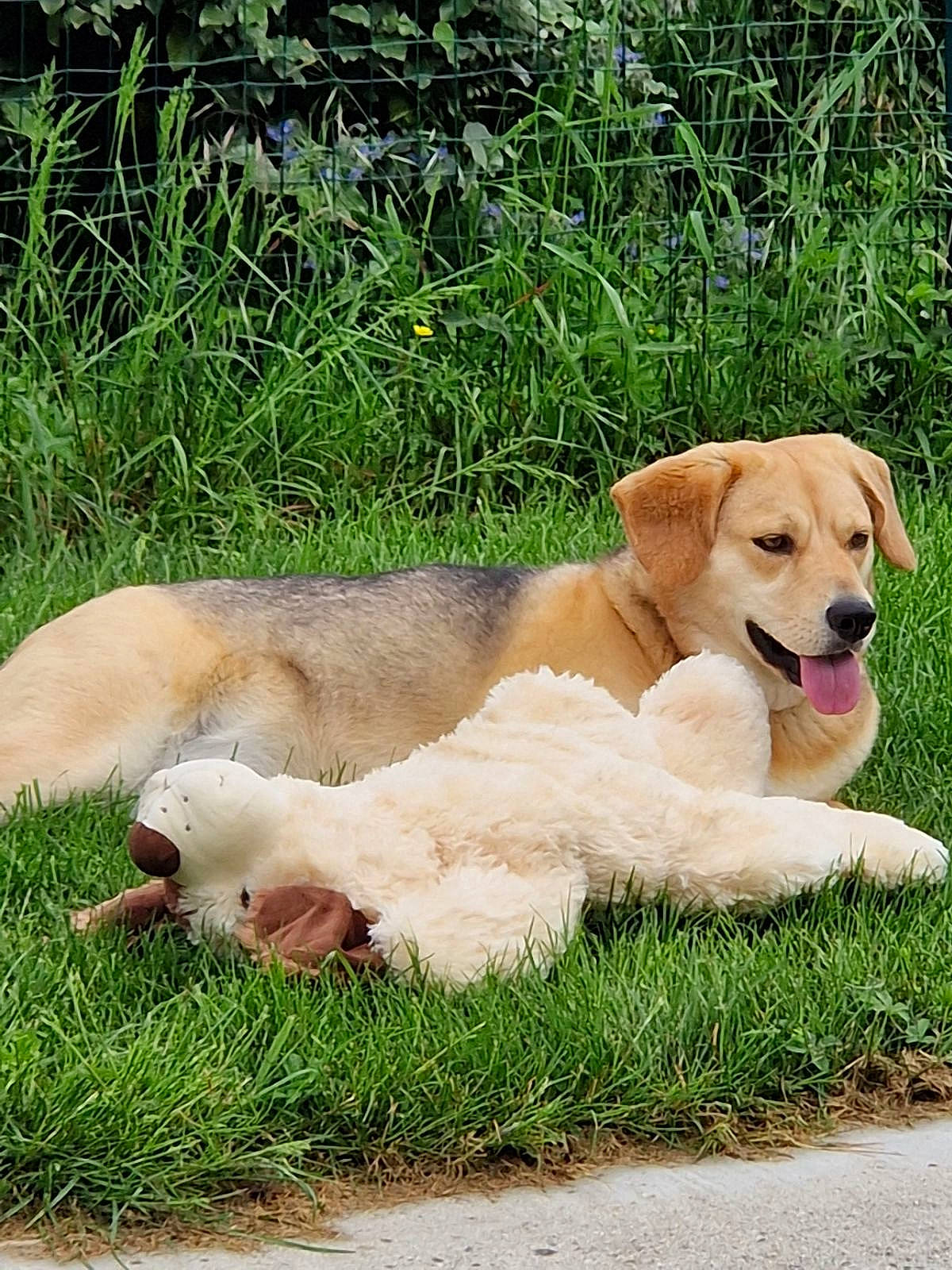 Léya participe au concours pour gagner de l'argent avec cette photo : canidae, carnivore, collar, companion_dog, dog, dog_breed, dog_supply, fawn, grass, groundcover, gun_dog, hunting_dog, labrador_retriever, paw, plant, snout, soil, sporting_group, tail, terrestrial_animal