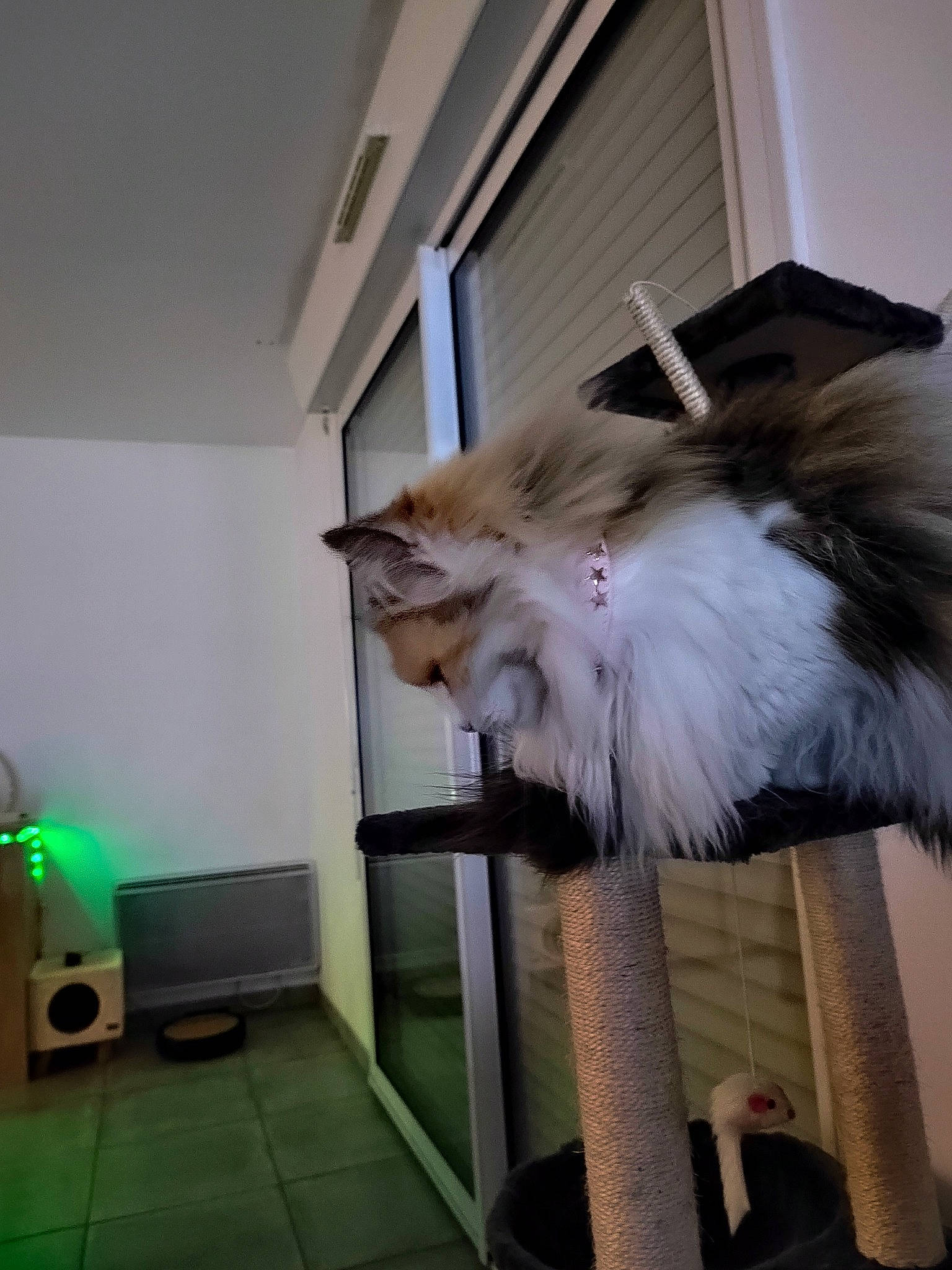 Cookie participe au concours pour gagner de l'argent avec cette photo : balinese, british_longhair, canidae, carnivore, cat, companion_dog, fawn, felidae, flooring, fur, machine, persian, porch, room, small_to_medium_sized_cats, tail, whiskers, window