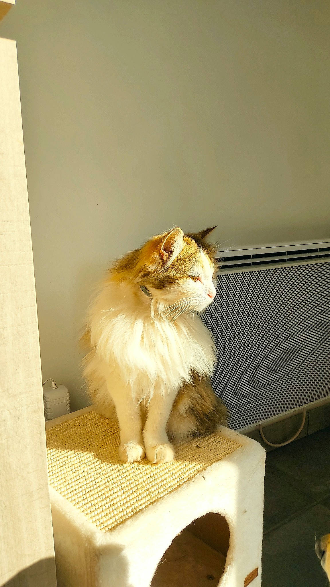 Cookie participe au concours pour gagner de l'argent avec cette photo : canidae, carnivore, cat, chair, claw, companion_dog, fawn, felidae, flooring, flowerpot, fur, hardwood, plant, room, small_to_medium_sized_cats, snout, tail, whiskers, window, wood