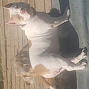 Dino is registered to the contest to win money with this photo: adult, animal, architecture, bird, bostonbull, boxer, bulldog, canine, dog, face, female, frenchbulldog, head, hound, person, pet, pitbull, puppy, sleeping, woman