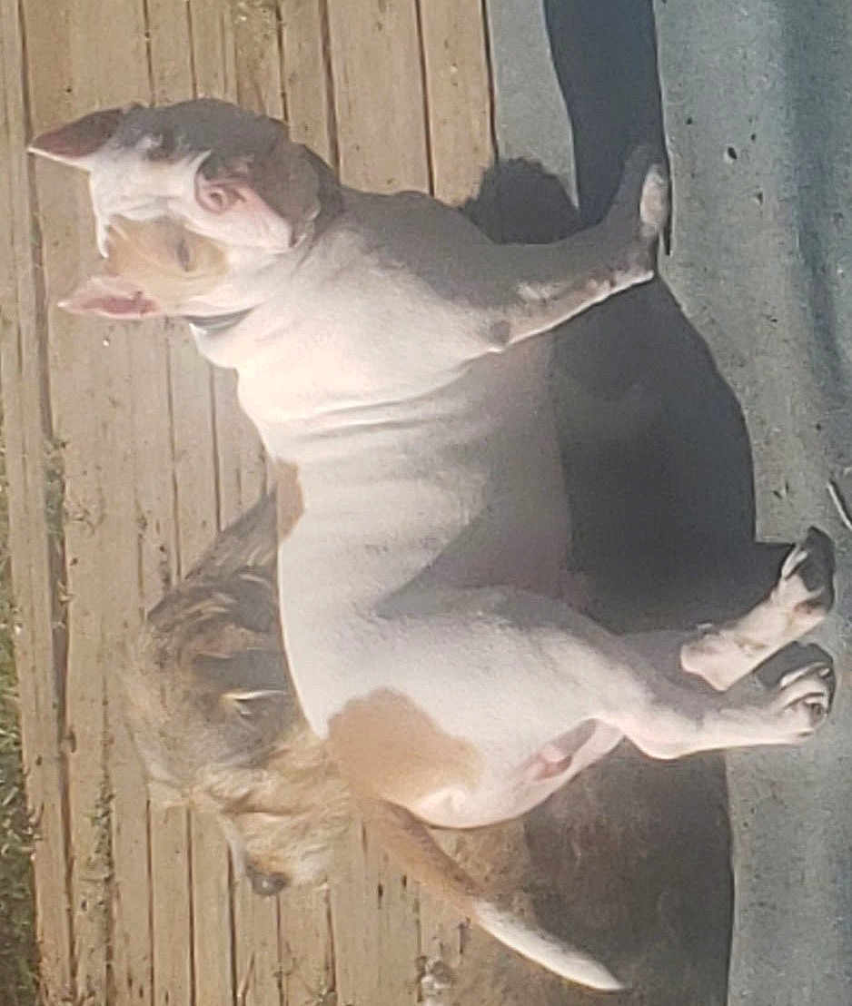 Dino is registered to the contest to win money with this photo: adult, animal, architecture, bird, bostonbull, boxer, bulldog, canine, dog, face, female, frenchbulldog, head, hound, person, pet, pitbull, puppy, sleeping, woman