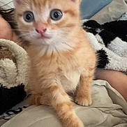 Azraël participe au concours pour gagner de l'argent avec cette photo : kitten, cat, orange_tabby, paw, blanket, cozy, indoor, pet, cute, curious, feline, animal, fur, whiskers, young, small, home, resting, soft, closeup
