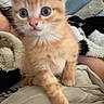 kitten, cat, orange_tabby, paw, blanket, cozy, indoor, pet, cute, curious, feline, animal, fur, whiskers, young, small, home, resting, soft, closeup