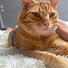 Azraël a rejoint le concours — aidez-le/la à gagner de superbes lots ! animal, bedroom, cat, closeup, comfort, cozy, domestic_pet, ears, feline, fluffy_blanket, fur, human_hand, indoor, orange_tabby, paws, pet, relaxed, resting, soft_light, whiskers