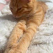 Azraël participe au concours pour gagner de l'argent avec cette photo : animal, cat, close_up, cozy, cute, domestic_cat, feline, fluffy_blanket, fur, indoor, orange_tabby, paws, pet, pink_blanket, relaxed, resting, sleepy, soft_texture, stretching, white_blanket