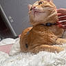 Azraël participe au concours pour gagner de l'argent avec cette photo : animal, cat, closeup, collar, comfort, cozy, cute, domestic_cat, feline, fluffy_blanket, fur, hand, indoor, orange_tabby, pet, relaxed, resting, scratching, soft_texture, whiskers