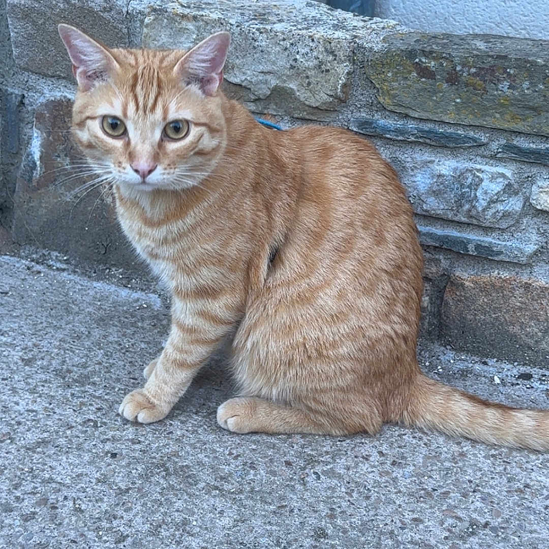 Azraël participe au concours pour gagner de l'argent avec cette photo : cat, orange_tabby, animal, pet, outdoor, concrete, stone_wall, pipe, sitting, fur, whiskers, ears, alert, curious, tabby_pattern, tail, ground, texture, mammal, feline