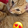 cat, ginger_cat, close_up, fur, whiskers, pet, cute, animal, indoor, sleepy, relaxed, adorable, mammal, orange_fur, kitty, young_cat, feline, soft, cozy, heart_eyes_emoji