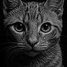 cat, close_up, black_and_white, water_droplets, whiskers, portrait, animal, feline, detailed, texture, face, eyes, fur, macro, dark_background, moody, wet, pet, mammal, cute