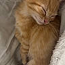 kitten, cat, sleeping, orange_tabby, furry, cute, pet, animal, cozy, blanket, soft, fur, resting, peaceful, domestic_cat, young, cute_pet, indoor, close_up, adorable