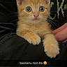 kitten, orange_cat, pet, cute, animal, feline, young_cat, domestic_cat, whiskers, wide_eyes, person, hand, arm, black_clothing, indoor, portrait, looking_at_camera, close_up, fur, resting