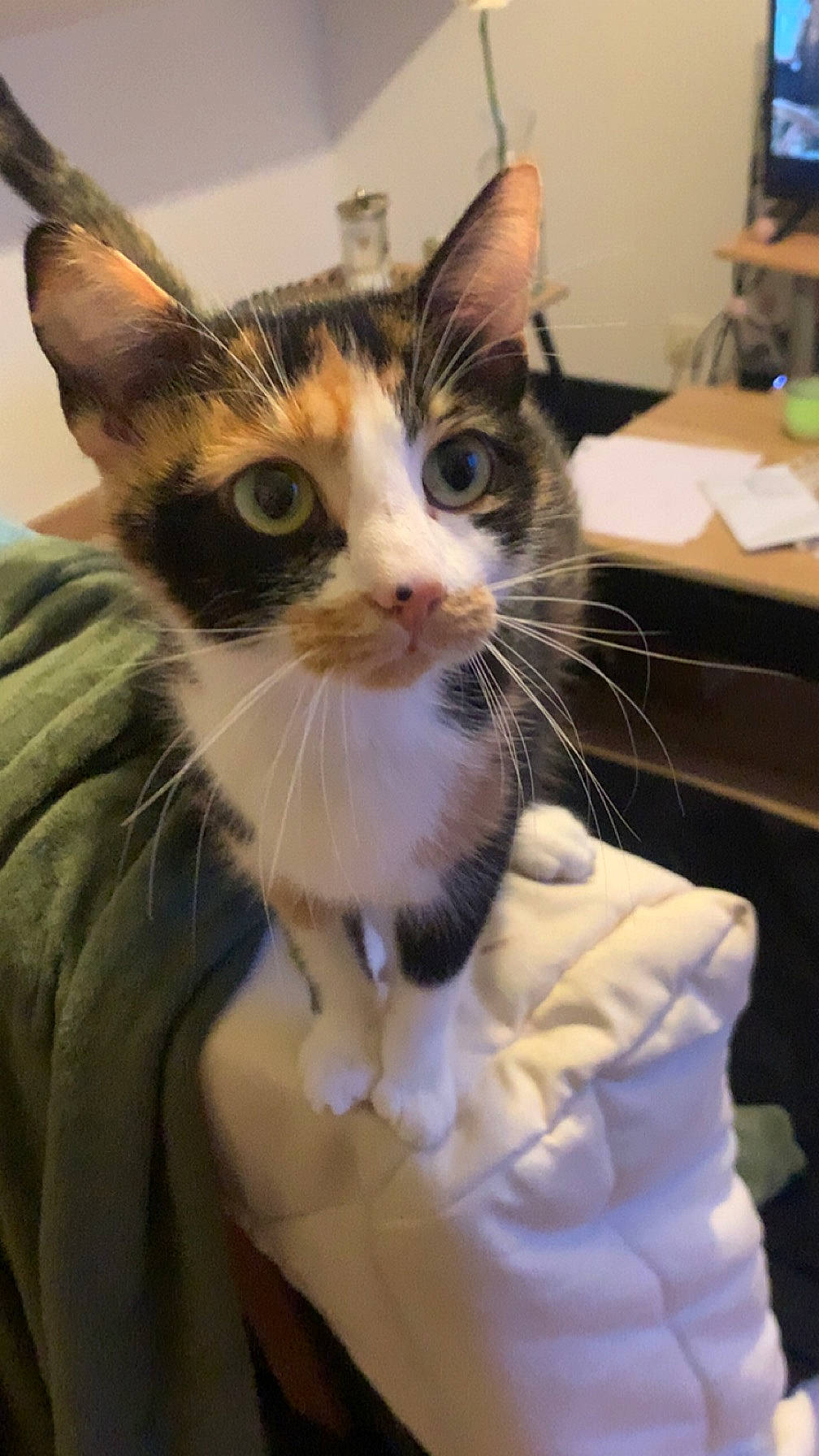 Thylia participe au concours pour gagner de l'argent avec cette photo : carnivore, cat, claw, comfort, domestic_short_haired_cat, ear, eye, felidae, fur, iris, paw, pet_supply, small_to_medium_sized_cats, snout, whiskers