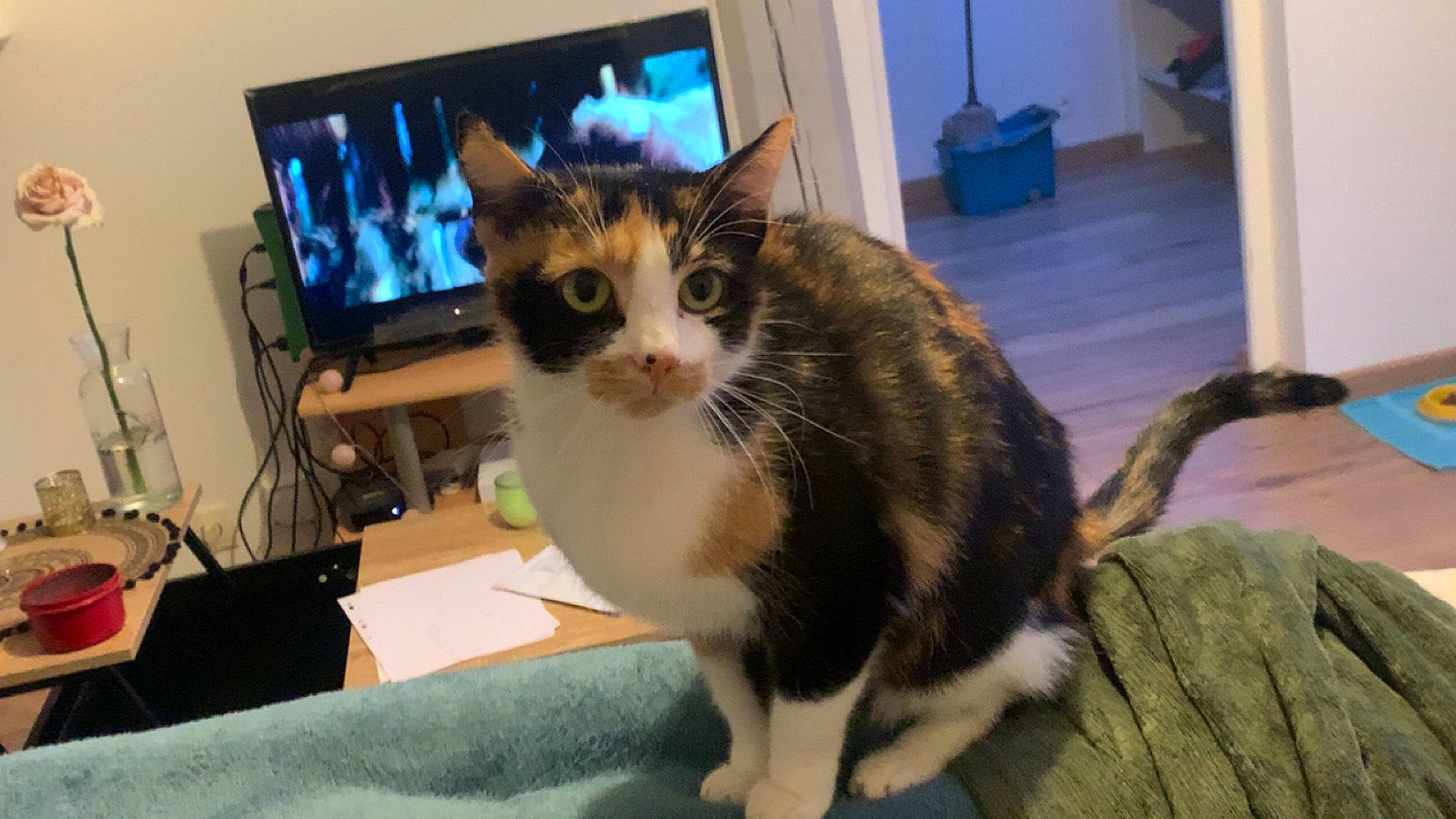 Thylia participe au concours pour gagner de l'argent avec cette photo : box, carnivore, cat, comfort, computer, computer_keyboard, computer_monitor, domestic_short_haired_cat, felidae, fur, input_device, led_backlit_lcd_display, output_device, paw, peripheral, room, small_to_medium_sized_cats, snout, television_set, whiskers