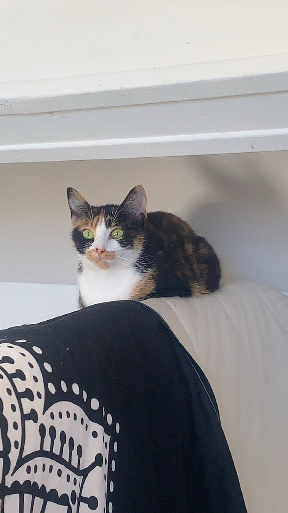 Thylia participe au concours pour gagner de l'argent avec cette photo : carnivore, cat, cat_supply, comfort, domestic_short_haired_cat, felidae, fur, linens, room, small_to_medium_sized_cats, tail, whiskers, window, wood