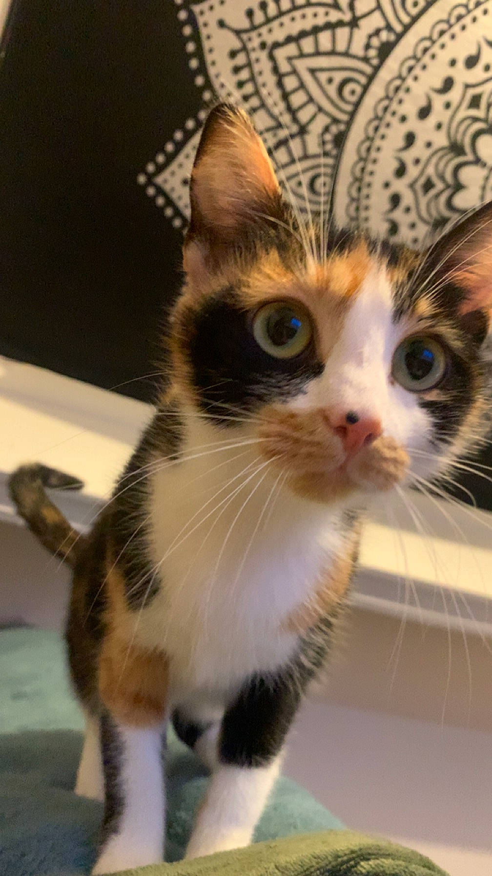 Thylia a rejoint le concours — aidez-le/la à gagner de superbes lots ! carnivore, cat, collar, domestic_short_haired_cat, ear, felidae, fur, iris, paw, small_to_medium_sized_cats, snout, tail, whiskers, window