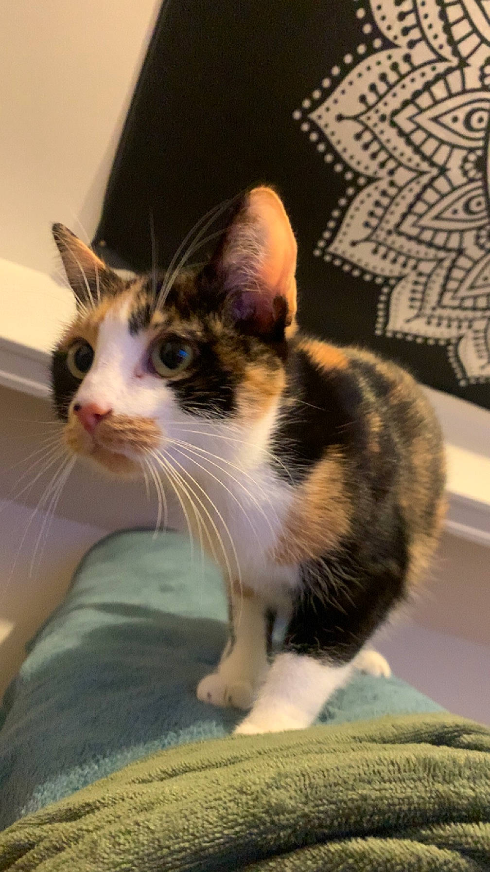 Thylia participe au concours pour gagner de l'argent avec cette photo : carnivore, cat, domestic_short_haired_cat, felidae, fur, small_to_medium_sized_cats, snout, tail, whiskers, window