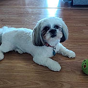 Lilee joined the competition — help win amazing prizes! animal, collar, cute, dog, domestic, ears, flooring, fur, green_ball, indoor, looking, pet, pet_toy, playful, puppy, resting, small_dog, tail, toy, wooden_floor