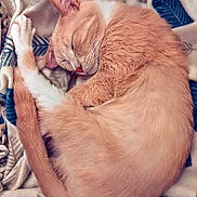 Kyo joined the competition — help win amazing prizes! animal, blanket, cat, cozy, curled_up, cute, domestic_cat, fur, home, indoor, orange_cat, peaceful, pet, relaxation, resting, sleeping, soft_texture, tail, warm, whiskers