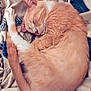animal, blanket, cat, cozy, curled_up, cute, domestic_cat, fur, home, indoor, orange_cat, peaceful, pet, relaxation, resting, sleeping, soft_texture, tail, warm, whiskers