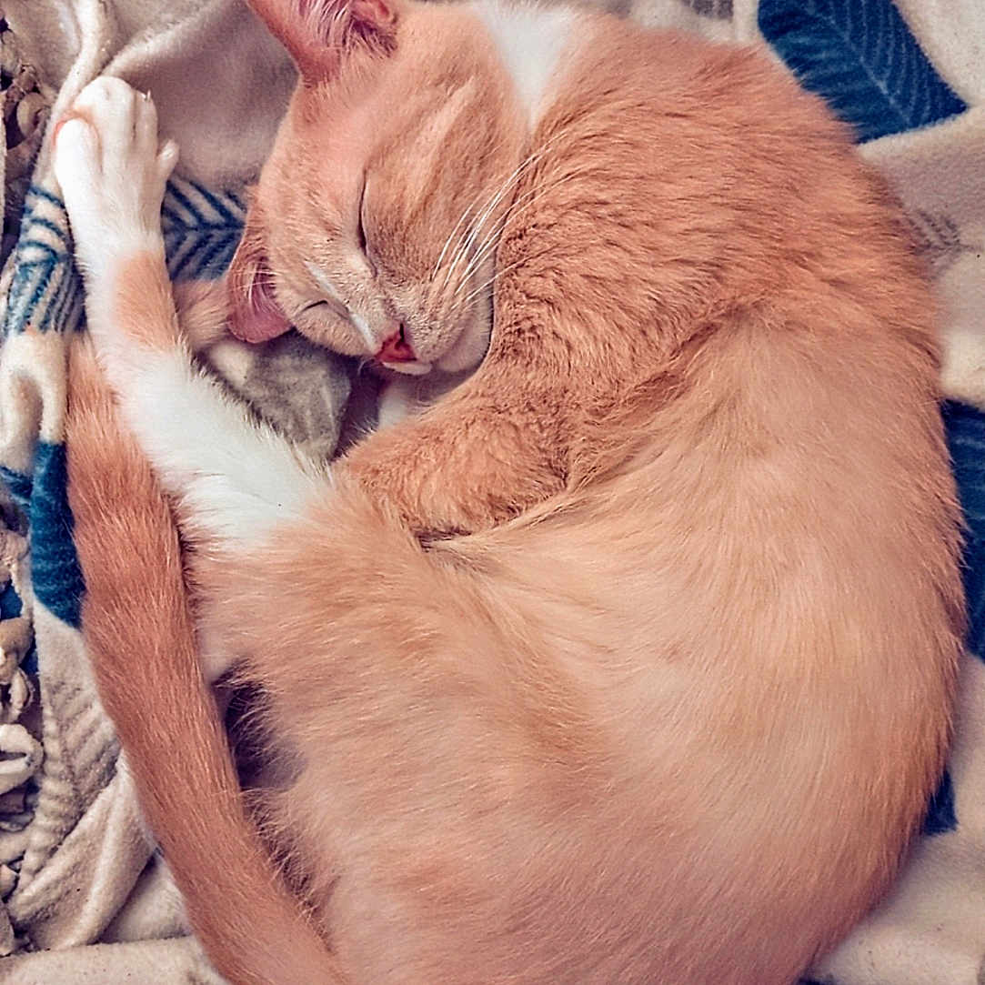 Kyo joined the competition — help win amazing prizes! animal, blanket, cat, cozy, curled_up, cute, domestic_cat, fur, home, indoor, orange_cat, peaceful, pet, relaxation, resting, sleeping, soft_texture, tail, warm, whiskers