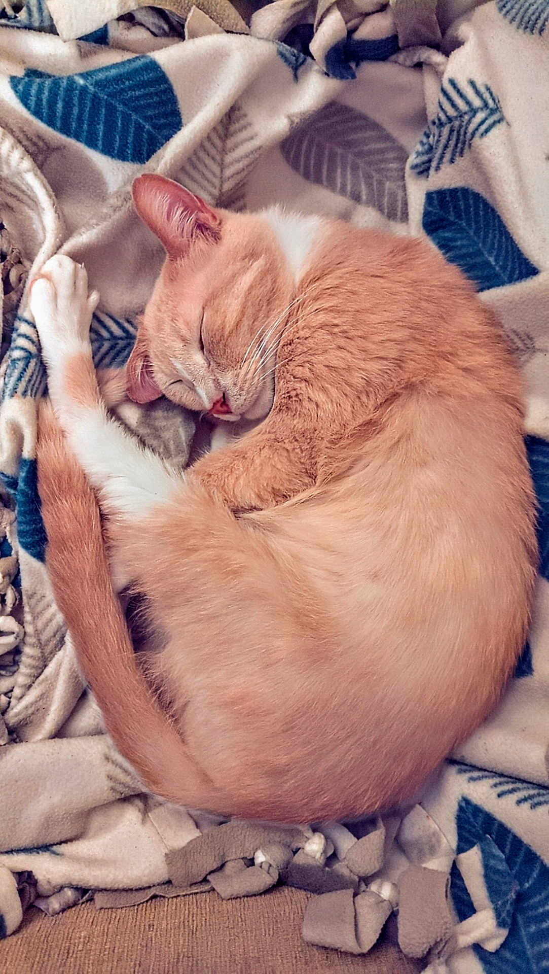 Kyo