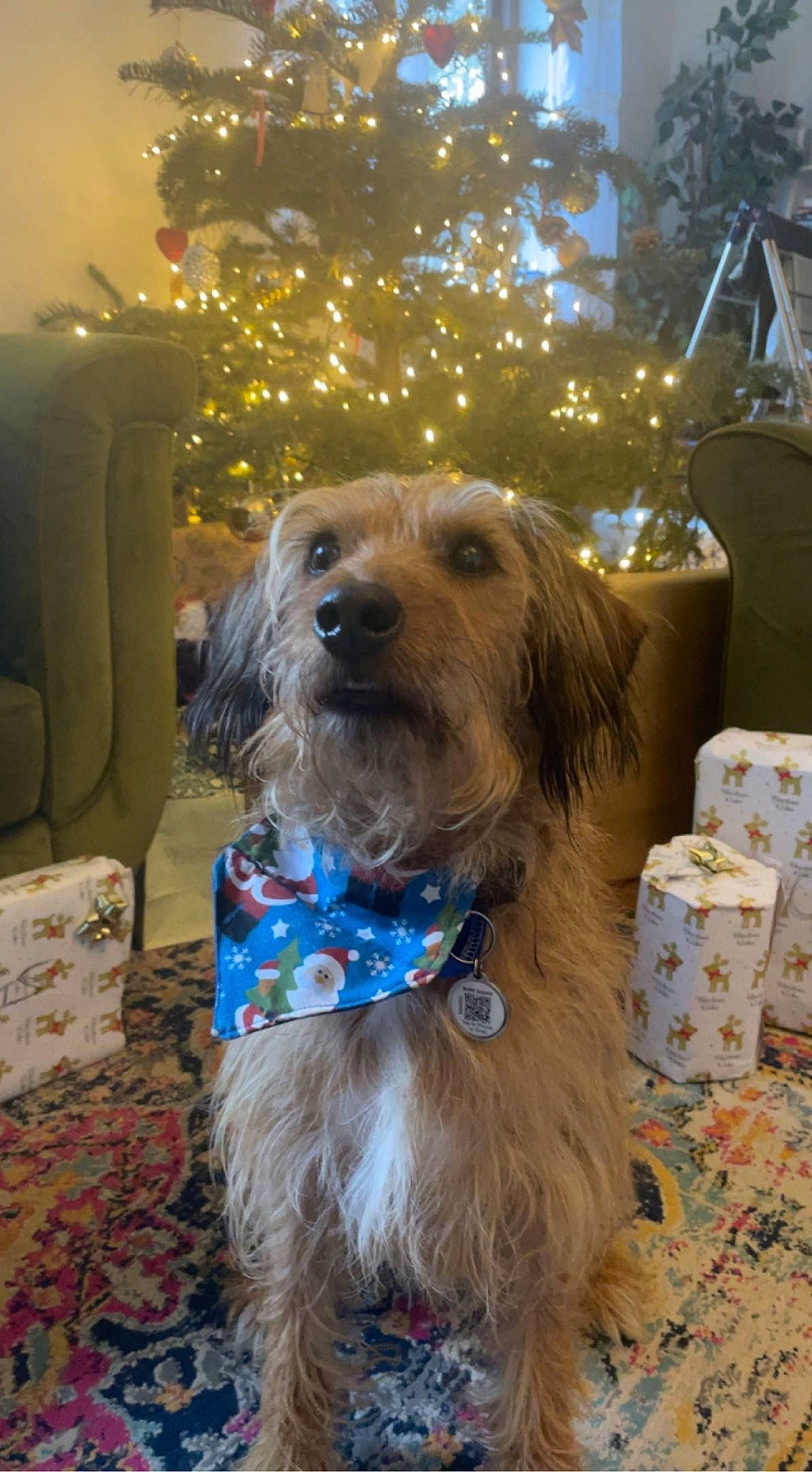 Mickey joined the competition — help win amazing prizes! canidae, carnivore, christmas, christmas_decoration, christmas_ornament, christmas_tree, companion_dog, dog, dog_breed, dog_supply, event, fawn, fur, holiday, liver, snout, spaniel, sporting_group, terrier, toy_dog