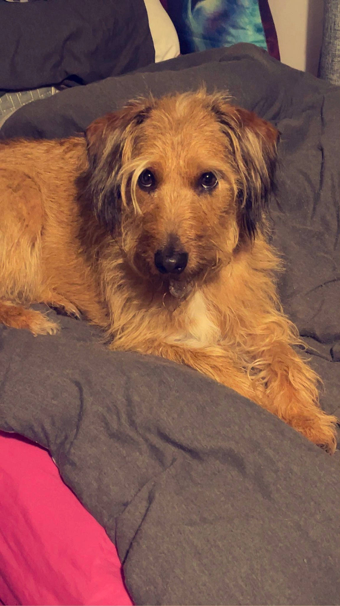 Mickey joined the competition — help win amazing prizes! canidae, carnivore, companion_dog, dog, dog_breed, fawn, fur, maltepoo, puppy, small_terrier, snout, sporting_group, terrier, toy_dog, working_animal