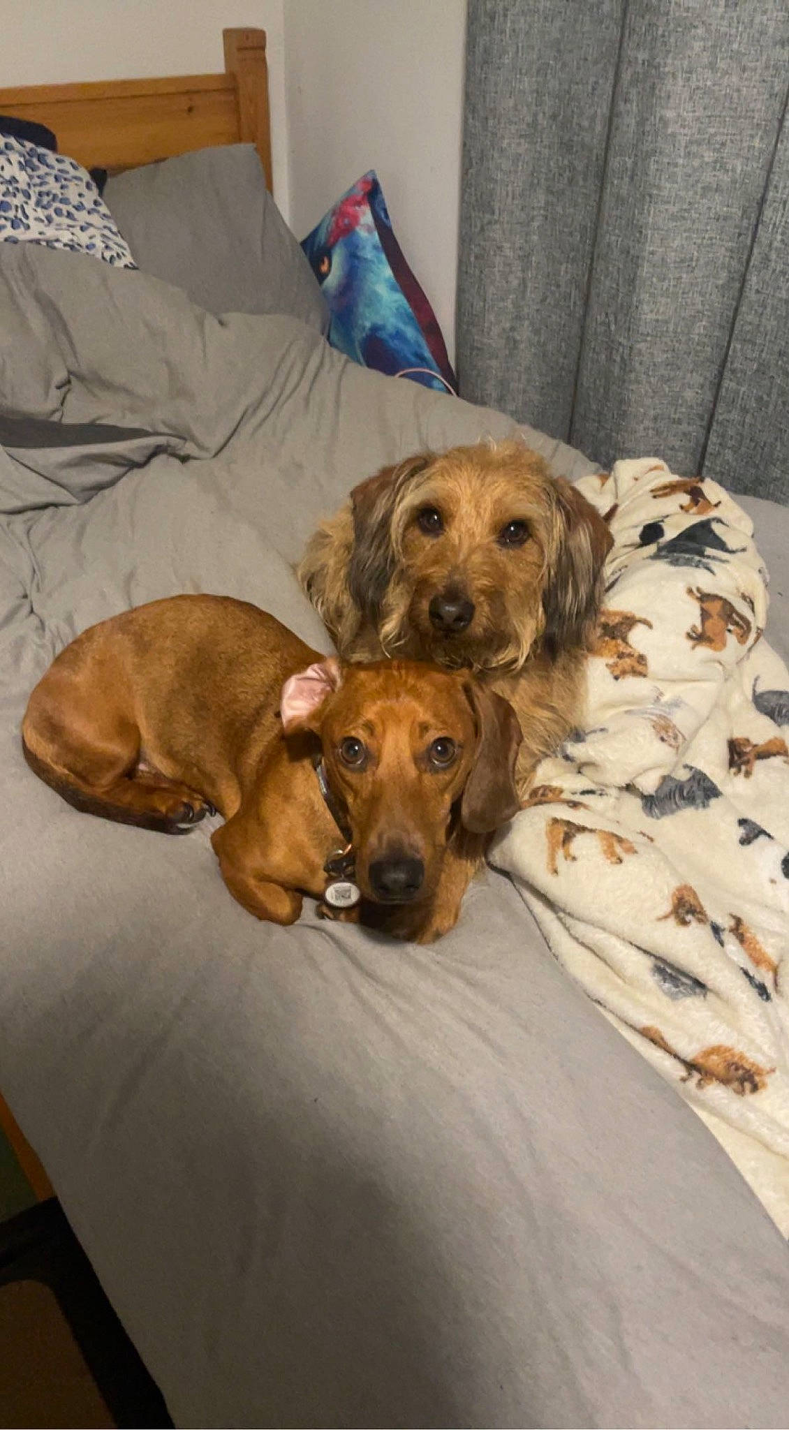 Mickey is registered to the contest to win money with this photo: bedding, canidae, carnivore, comfort, companion_dog, dog, dog_breed, dog_supply, fawn, flooring, fur, linens, liver, room, sporting_group, wood, working_animal