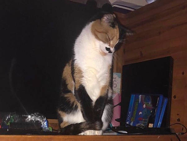 Red joined the competition — help win amazing prizes! carnivore, cat, comfort, computer, computer_hardware, display_device, domestic_short_haired_cat, felidae, flat_panel_display, fur, input_device, lap, laptop, netbook, paw, peripheral, personal_computer, small_to_medium_sized_cats, tail, whiskers