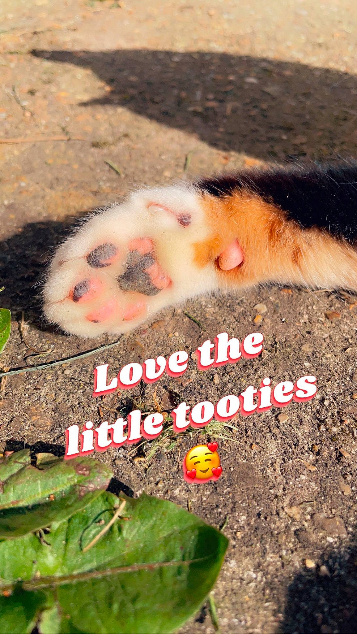 Red joined the competition — help win amazing prizes! adaptation, fawn, font, fur, grass, happy, landscape, marsupial, nature, organism, paw, photo_caption, plant, snout, soil, tail, terrestrial_animal, terrestrial_plant, whiskers, wildlife