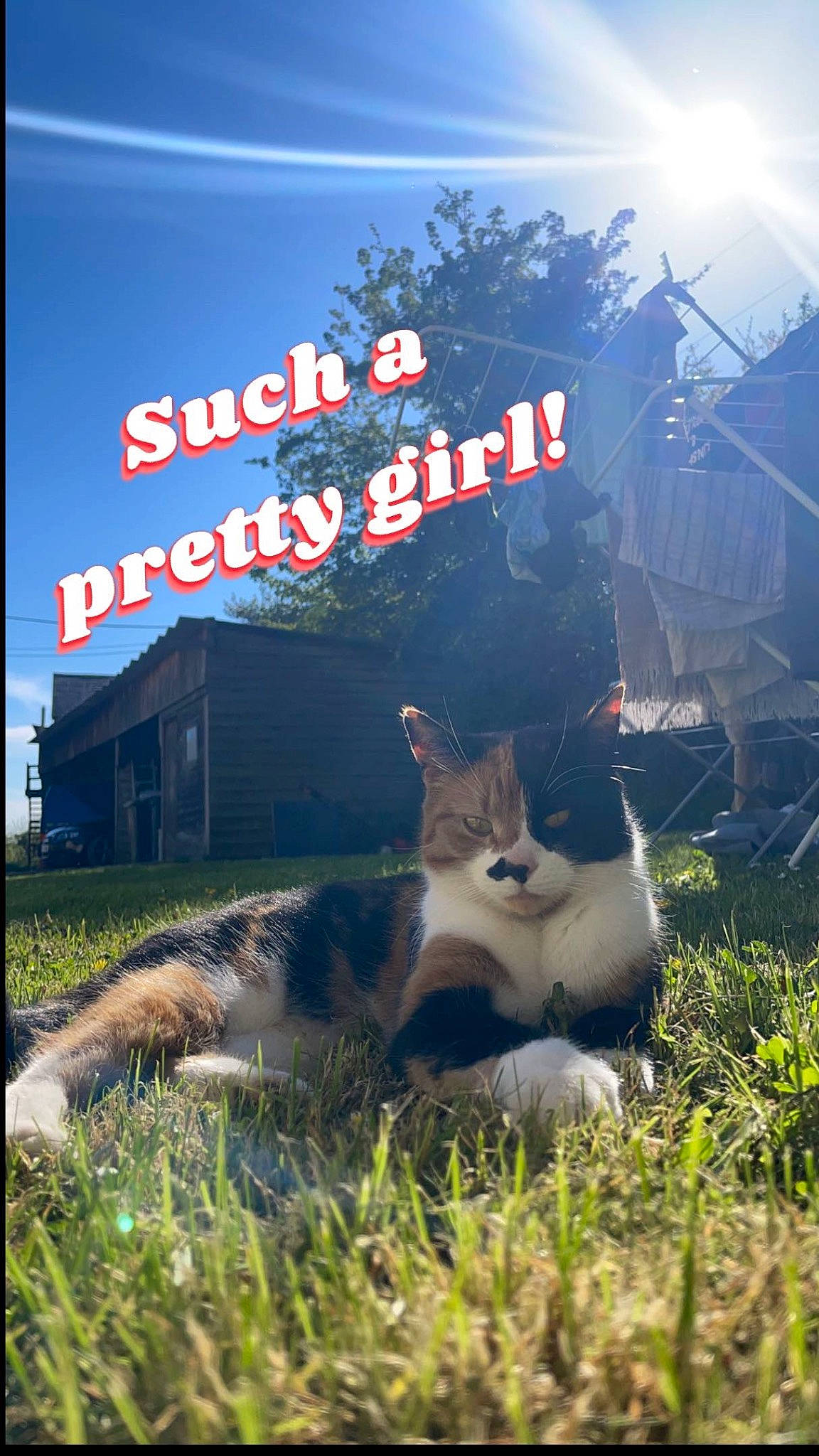 Red joined the competition — help win amazing prizes! advertising, carnivore, cat, felidae, font, grass, grassland, happy, landscape, lawn, lens_flare, light, photo_caption, plant, signage, sky, small_to_medium_sized_cats, tail, tree, whiskers