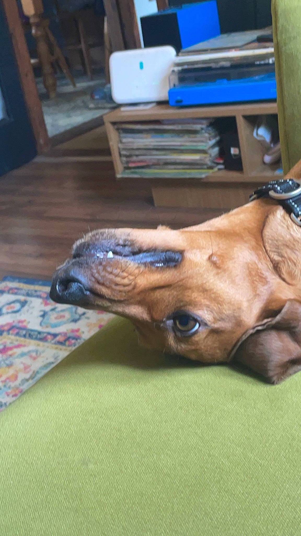 Rusty is registered to the contest to win money with this photo: canidae, carnivore, collar, comfort, companion_dog, dog, dog_breed, dog_supply, fawn, flooring, hardwood, liver, pet_supply, snout, sporting_group, tail, terrestrial_animal, whiskers, wood, working_animal